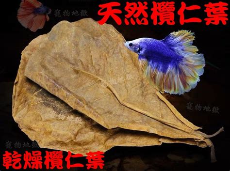 大葉欖仁用途|乾欖仁葉泡水養魚 水族玩家的秘方 